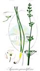 Aquarius grandiflorus