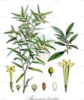 Alseuosmiaceae