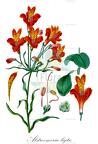 Alstroemeria ligtu