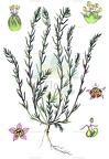 Bassia laniflora