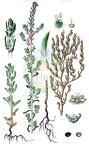 Bassia crassifolia