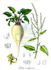 Beta vulgaris