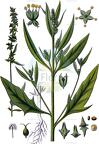Atriplex patula