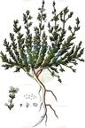 Halogeton sativus
