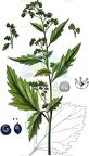 Chenopodiastrum murale
