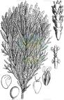 Arthrocnemum macrostachyum