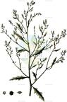 Cycloloma atriplicifolium