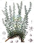 Oreobliton thesioides