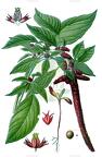 Amaranthus caudatus