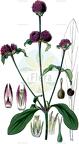 Gomphrena globosa