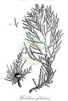 Kalidium foliatum