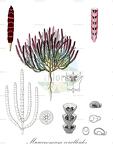 Microcnemum coralloides