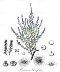 Maireana brevifolia