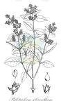 Psilotrichum scleranthum