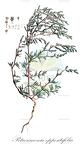 Petrosimonia oppositifolia
