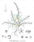 Patellifolia procumbens