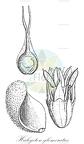 Halogeton glomeratus