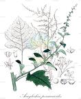 Acroglochin persicarioides