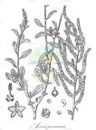 Aerva javanica