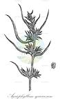 Agriophyllum squarrosum
