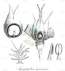 Agriophyllum squarrosum