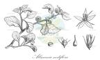 Allmania nodiflora