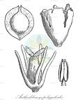 Anthochlamys polygaloides