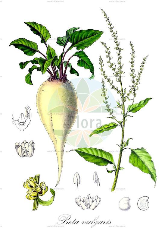 Beta vulgaris
