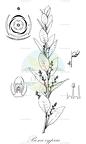 Bosea cypria