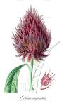 Celosia argentea