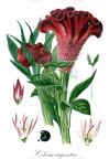 Celosia argentea