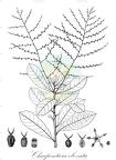 Charpentiera obovata