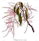Charpentiera ovata