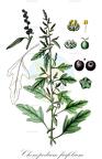 Chenopodium ficifolium