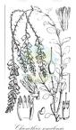Chionothrix somalensis