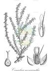 Cornulaca monacantha