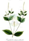 Cyathula achyranthoides