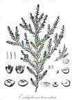 Enchylaena tomentosa