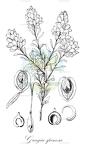 Grayia spinosa