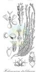 Halocnemum strobilaceum