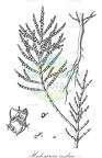 Halosarcia indica
