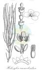 Haloxylon ammodendron