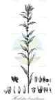 Herbstia brasiliana