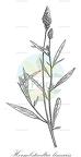 Hermbstaedtia linearis