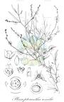 Pleuropterantha revoilii