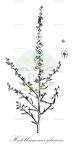 Halothamnus glaucus