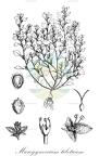 Microgynoecium tibeticum