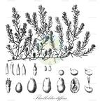 Threlkeldia diffusa