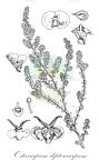 Osteocarpum dipterocarpum