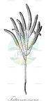 Tecticornia cinerea